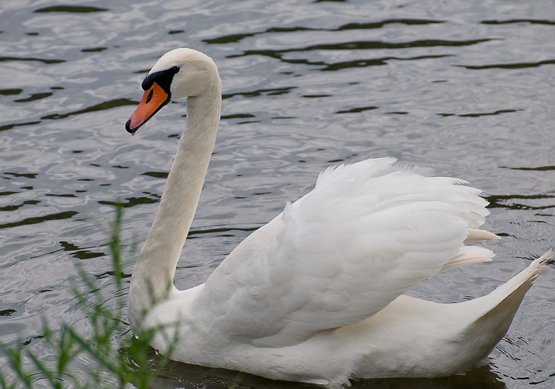 Tiere Mosel 07-2012D35_8798 als Smart-Objekt-1 Kopie.jpg - Frau Schwan bei der täglichen Inspektionstour